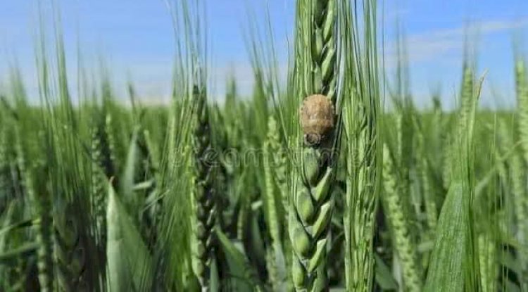 Ezine İlçe Tarım Müdürlüğünden ilaçlama duyurusu