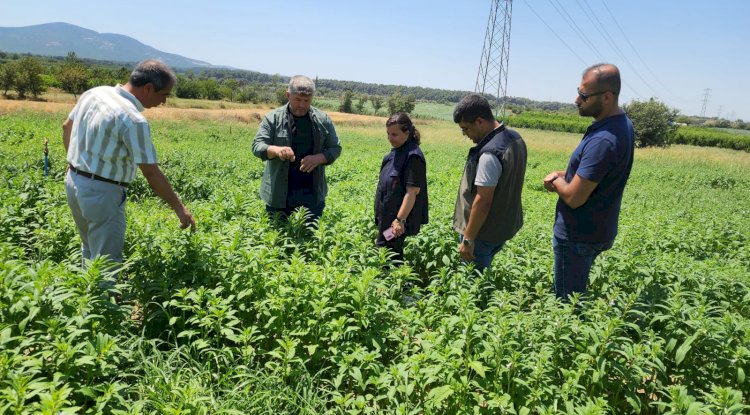 Susam Demonstrasyonu'nda incelemelerde bulundu