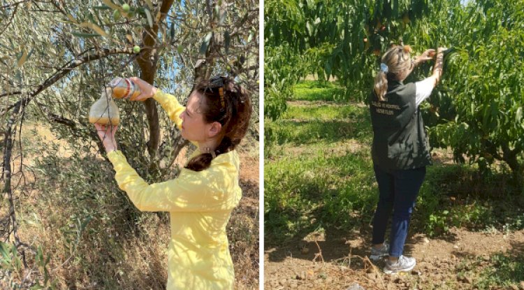 Tarım sektöründe zararlılarla mücadele sürüyor