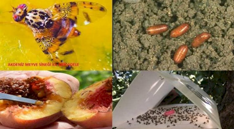 Üreticilere Akdeniz meyve sineği uyarısı