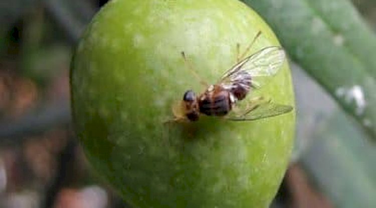 Zeytin sineği ile mücadele