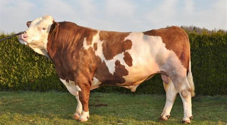 EZİNE TARIM VE ORMAN İLÇE MÜDÜRLÜĞÜ’NDEN ÖNEMLİ DUYURU