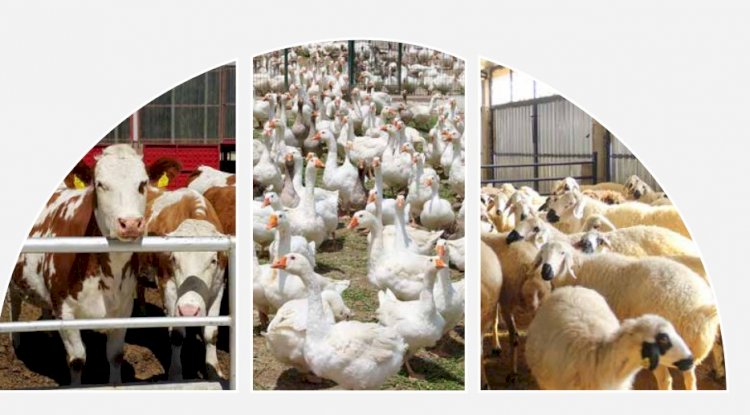 Girişimcilere 90 milyon avro hibe desteği