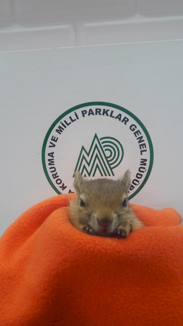 Yavru sincap emin ellerde…