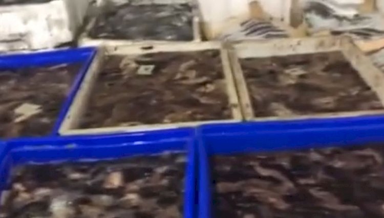 1 ton deniz patlıcanı ele geçirildi