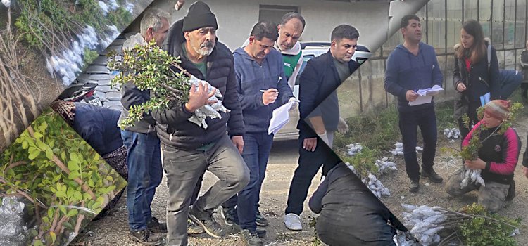 Üreticilere 6410 aşılı fidan dağıtıldı