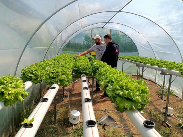 Hidroponik Sistemle Marul Üretiyor