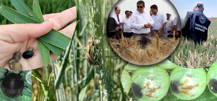 Buğdayın zararlısı olan Süne ile mücadelesi sürüyor