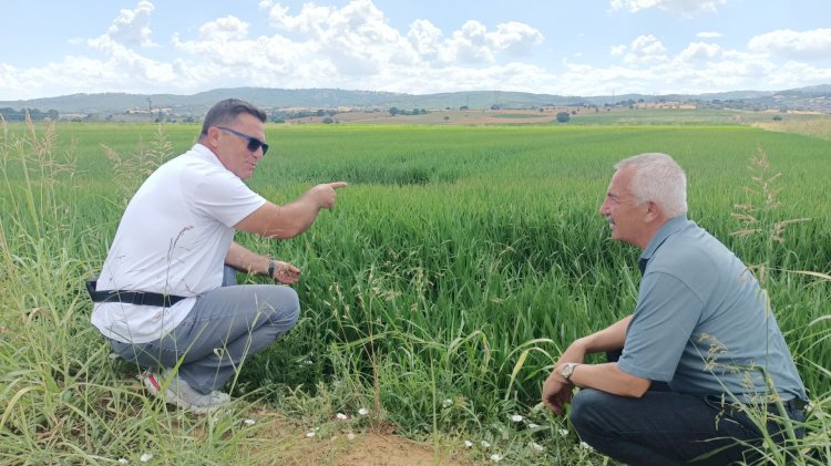 Çeltik arazileri kontorlleri başladı
