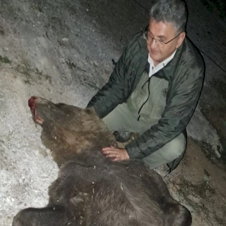 Tırın çarptığı boz ayı yaşamını yitirdi