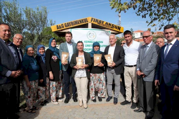 Gökçebayır köyünde zeytin hasadı şenlikle başladı