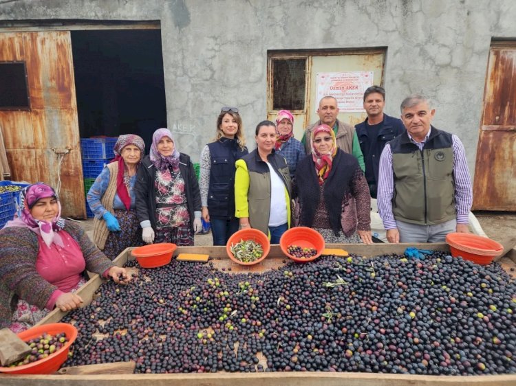 Zeytin işleme tesisini inceledi