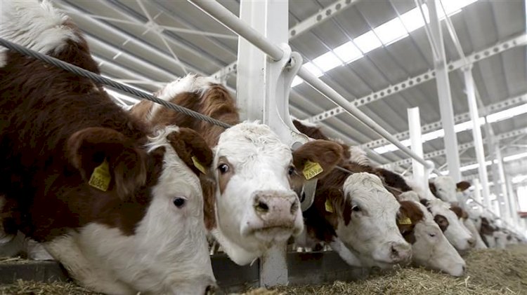 Düve alım desteği için başvurular 7 Ocak’ta sona erecek