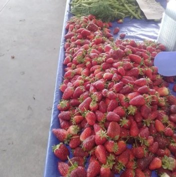 Çilek fiyatıyla cep yakıyor