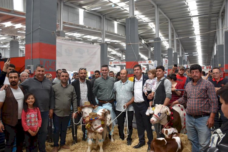 En güzel buzağı belirlendi