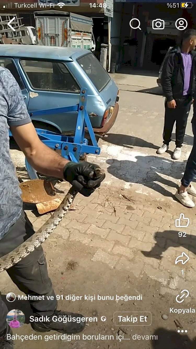 Bayramiç’te Yılan Paniği !