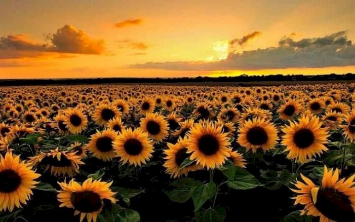 İlçe Tarım ve Orman Müdürlüğünden duyuru