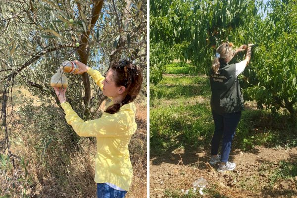 Tarım sektöründe zararlılarla mücadele sürüyor