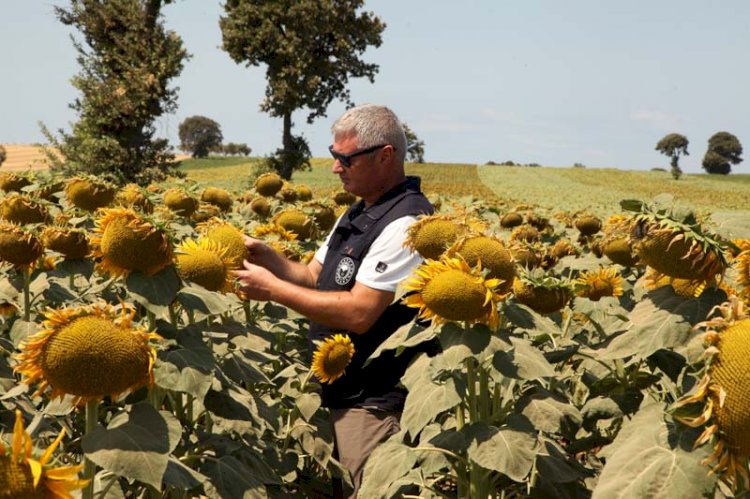 5600 ton yağlık ayçiçeği hasadı bekleniyor