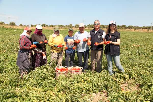 Çanakkale domatesi hasat ediliyor