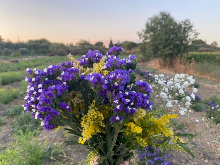 İlk süs bitkilerinde hasat zamanı geldi